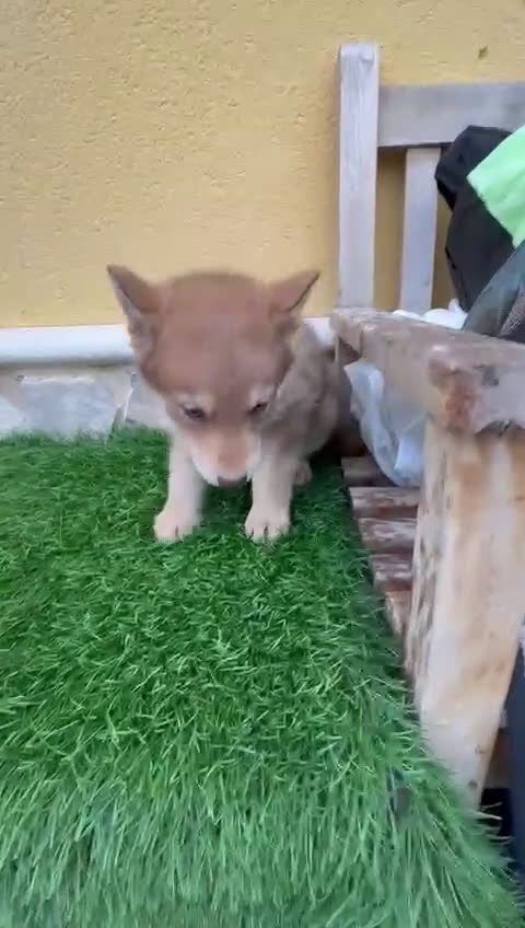 Perro Lobo de Saarloos perros en venta: Perro Lobo Iberico macho rojo  - Video 1