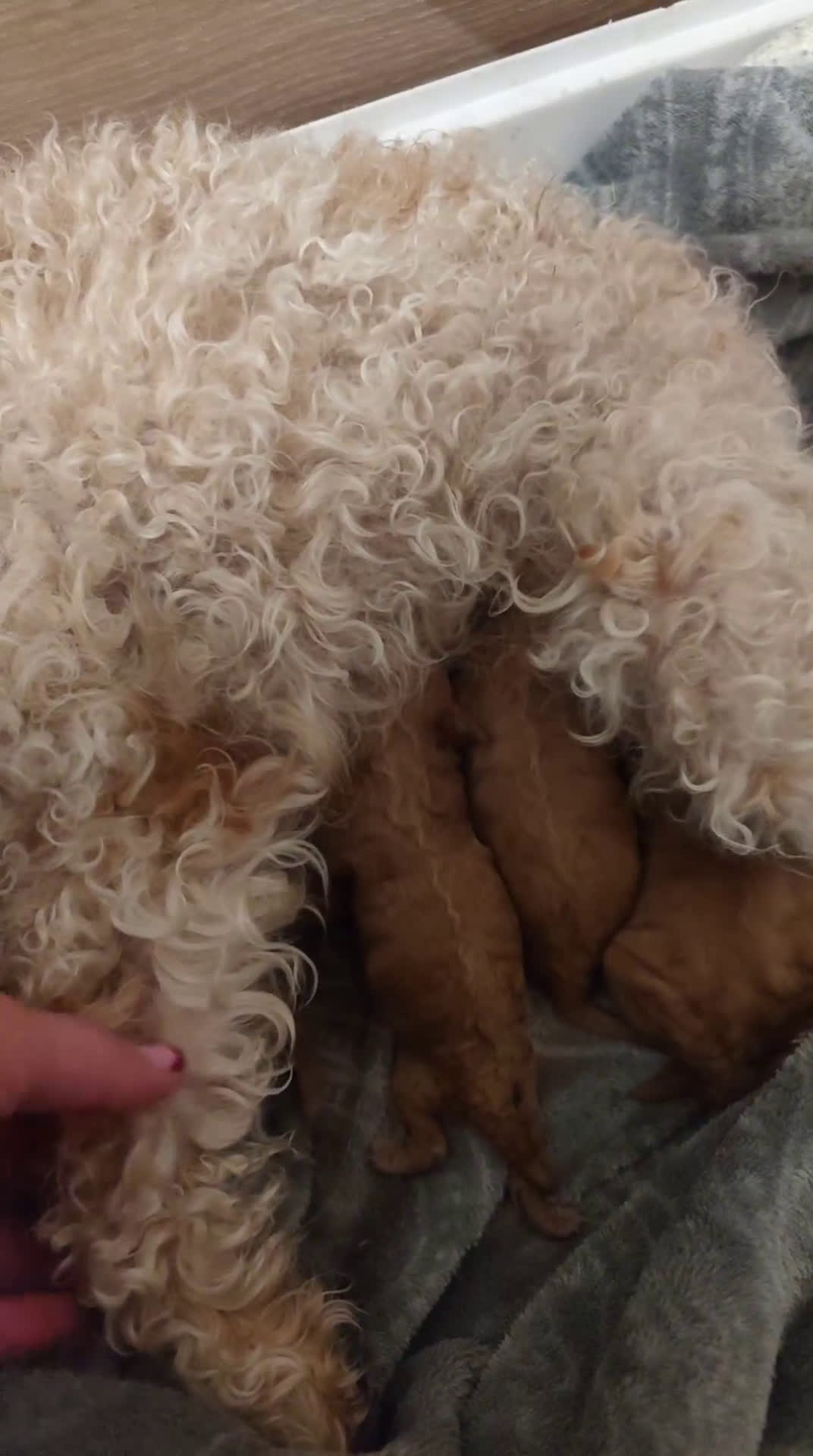 Caniche Toy perros en venta: Cachorritos caniche toy  - Video 1