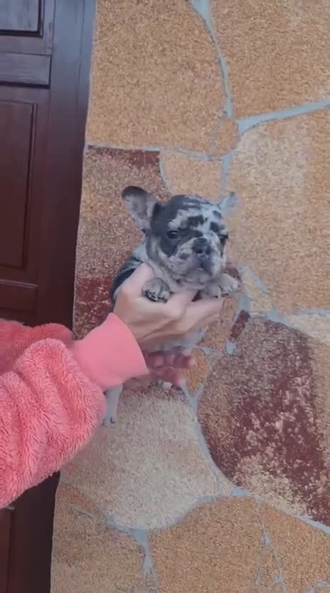 Bulldog Francés perros en venta: ‼️‼️BULLDOG FRANCES EXÓTICOS - Video 2