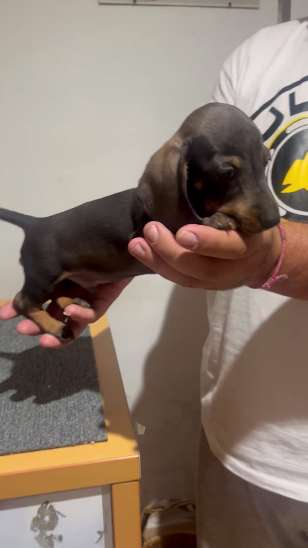 Teckel Miniatura perros en venta: Teckel mini - Video 1