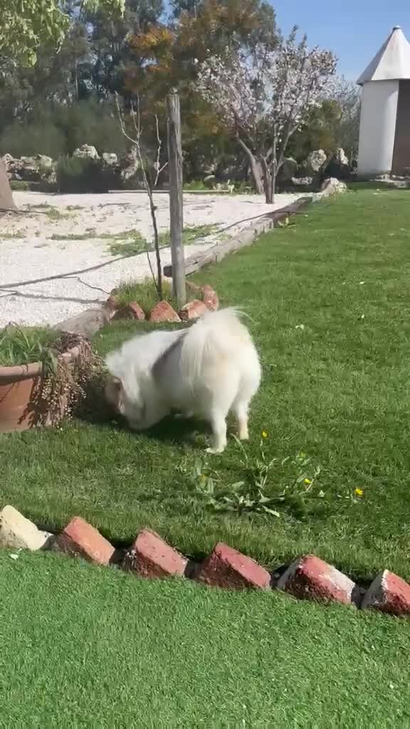 Pomerania perros en venta: Pomerania Macho 4 meses - Video 2