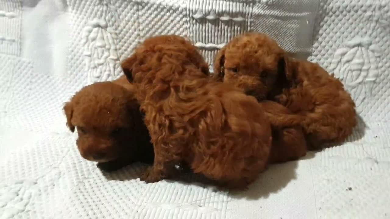 Caniche Toy perros en venta: Caniches toys rojos 50% asiaticos con pedigree - Video 2