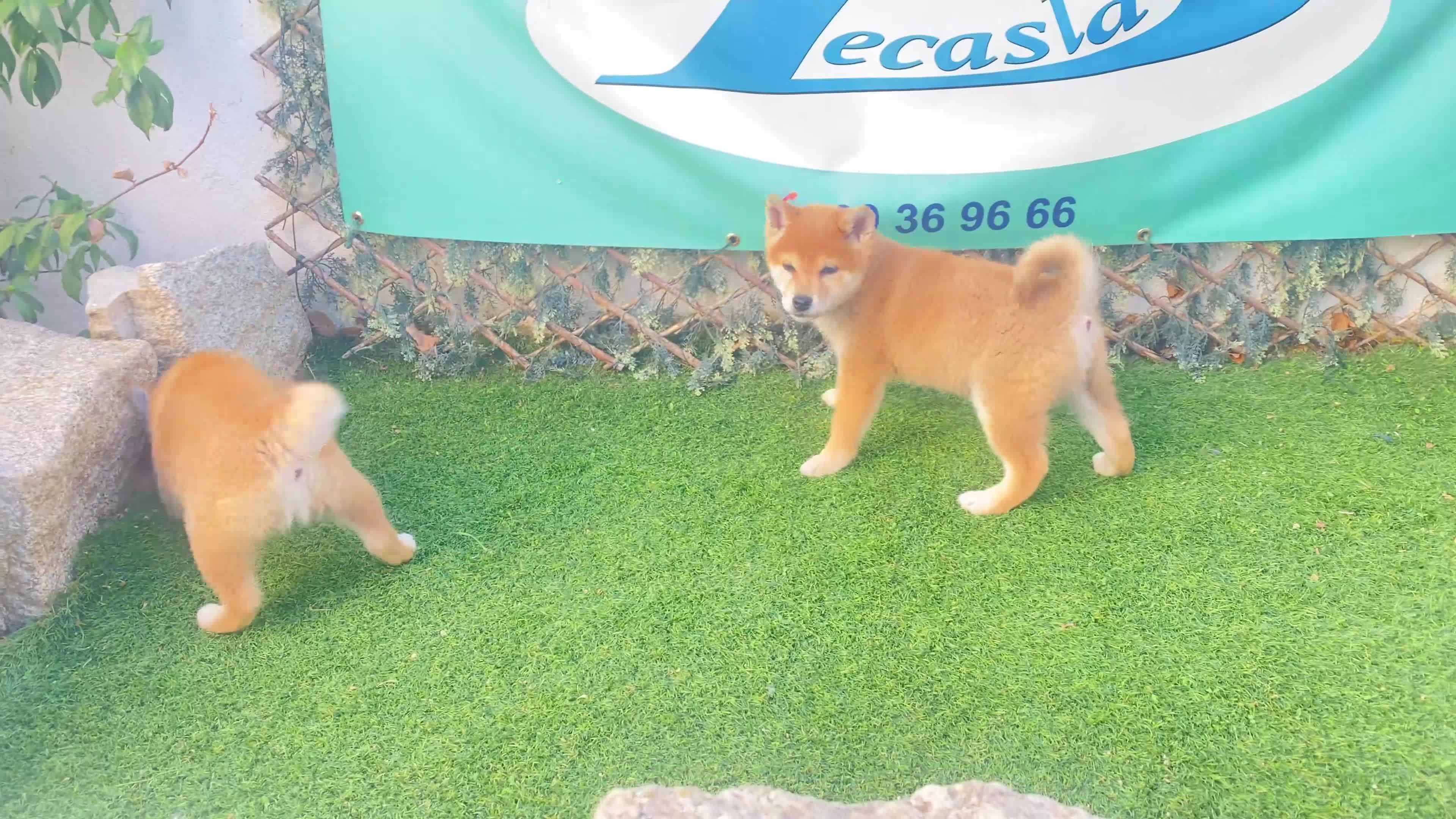 Shiba Inu perros en venta: CRIADERO  SELECCION SHIBA INU, CACHORROS - Video 1