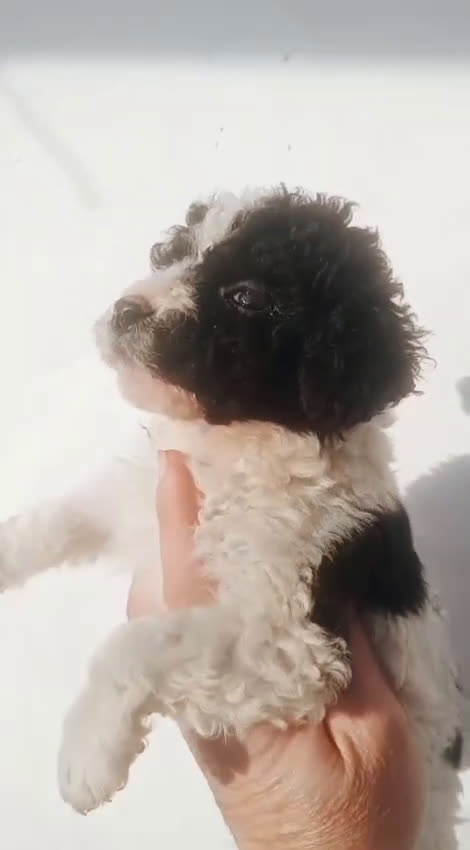 Perro de Agua Español perros en venta: Perro de agua  - Video 1