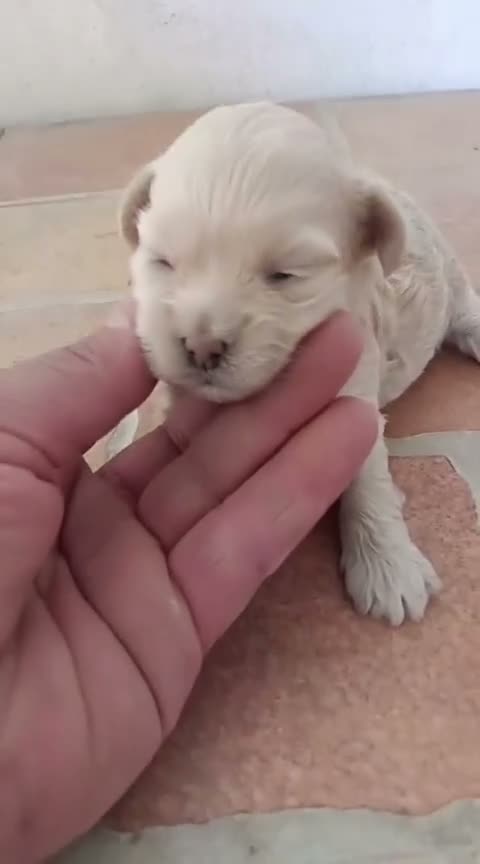 Maltipoo perros en venta: Hembras maltipoo toys - Video 1