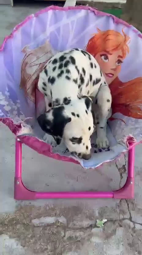 Dálmata perros en venta: Dalmata macho  - Video 1
