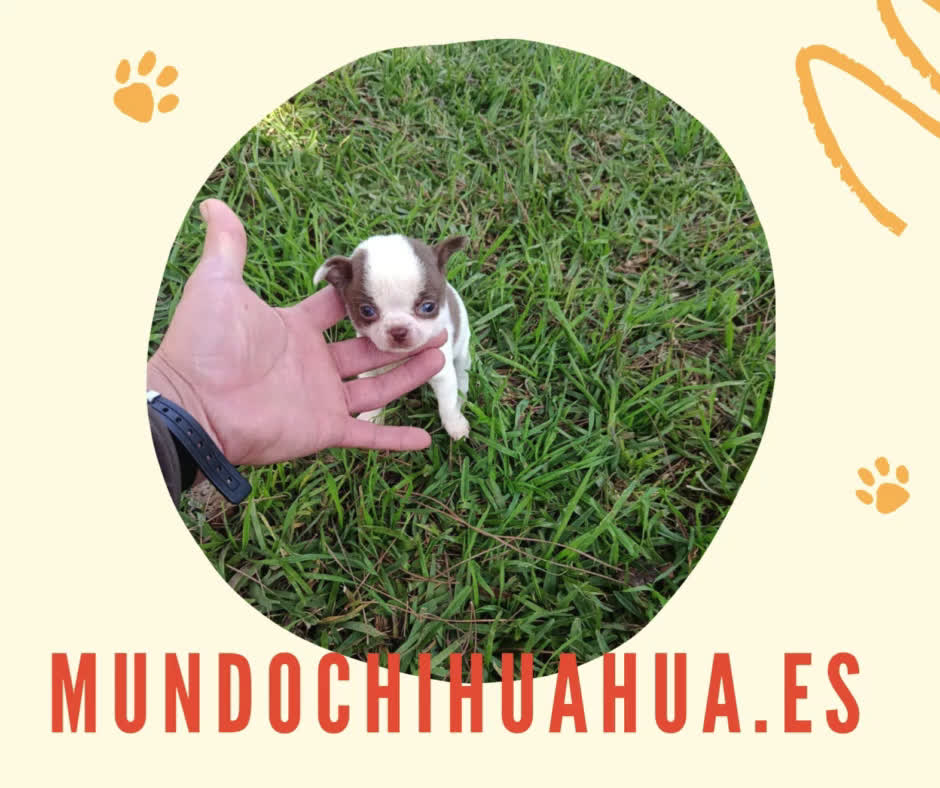 Chihuahua perros en venta: IMPRESIONANTE  CHIHUAHUA   LINEA  TOY  - Video 1