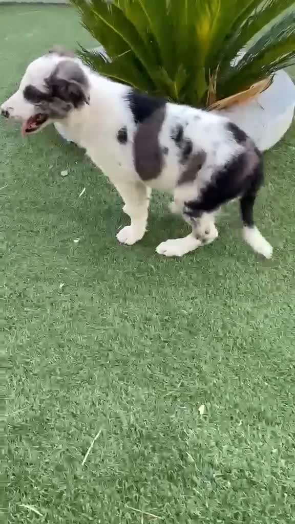Border Collie perros en venta: Border Collie macho  - Video 2