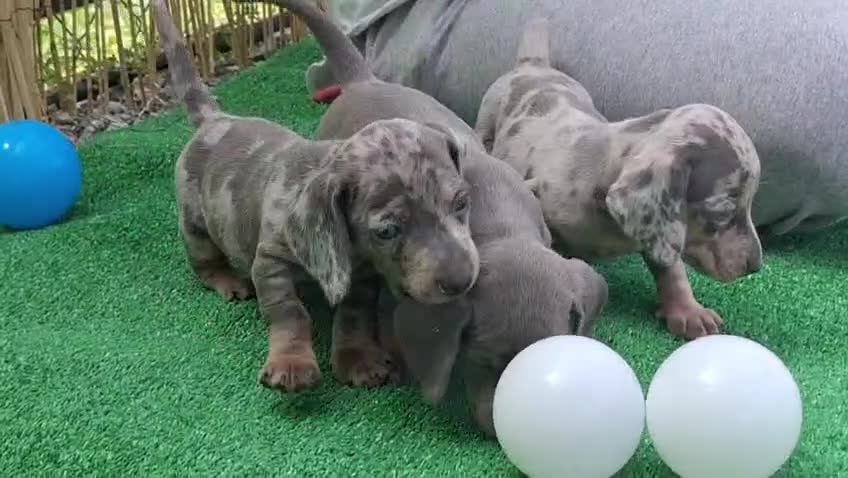 Teckel Miniatura perros en venta: Teckel miniatura - Video 2