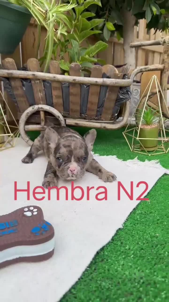 Bulldog Francés perros en venta: Bulldog francés Hembras Merle Preciosa juguetona  - Video 1