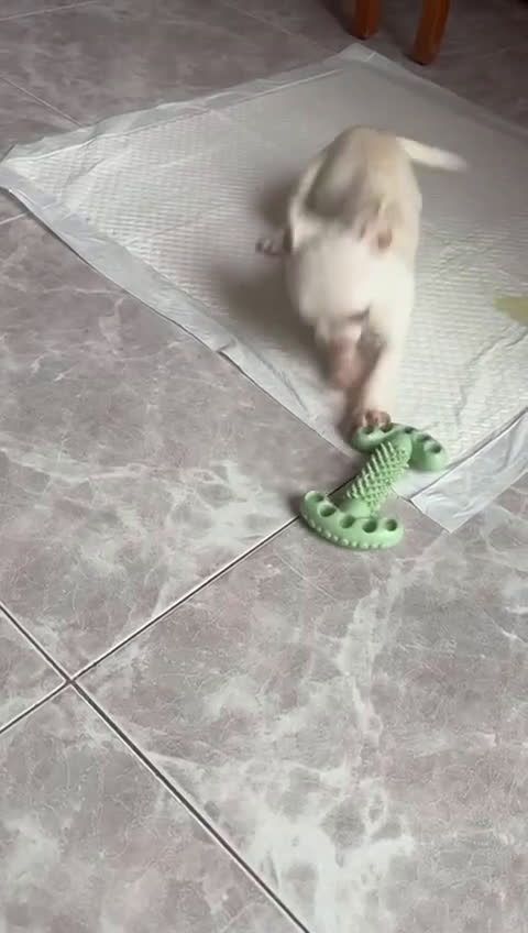 Chihuahua perros en venta: Preciosa hembra chihuahua toy blanca  - Video 1