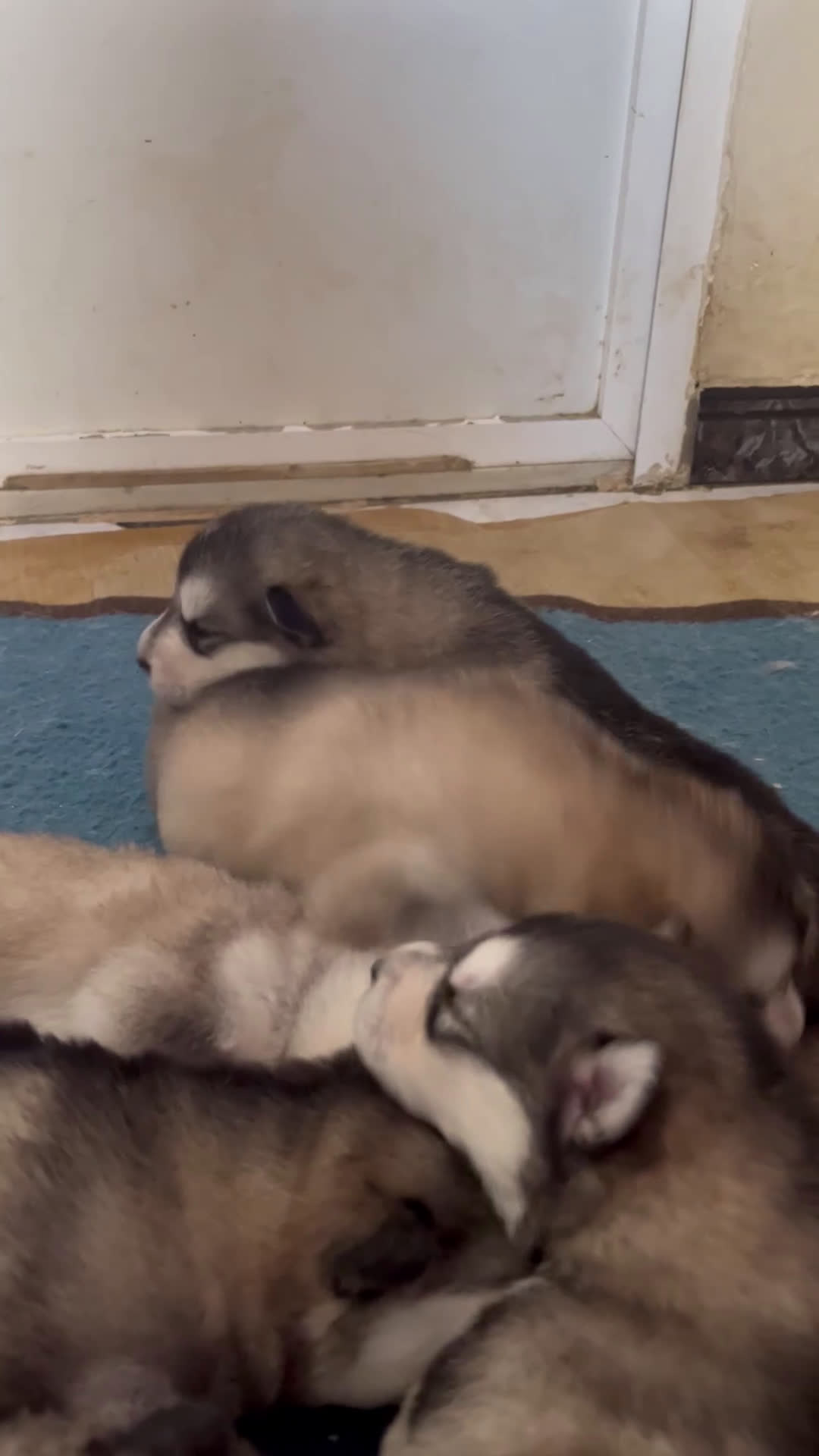Alaskan Malamute perros en venta: CACHORROS ALASKAN MALAMUTE - Video 1
