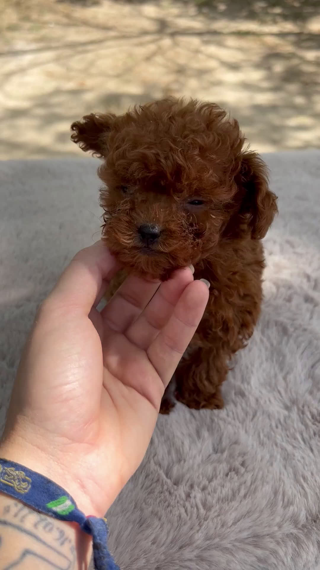 Caniche Toy perros en venta: Caniche Teacup coreano  - Video 1