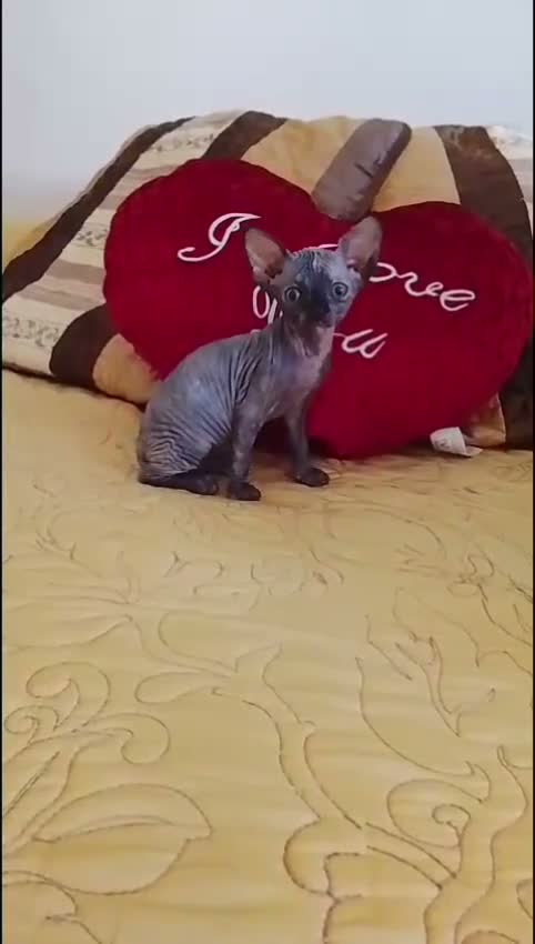 Sphynx gatos en venta: Preciosa hembrita tortuga blue  - Video 1