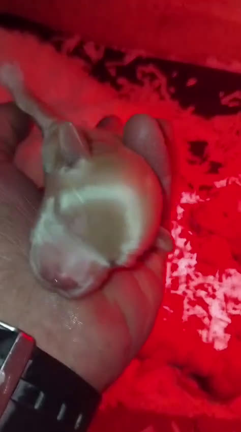 Maltipoo perros en venta: Cachorros de maltipoo toy - Video 4