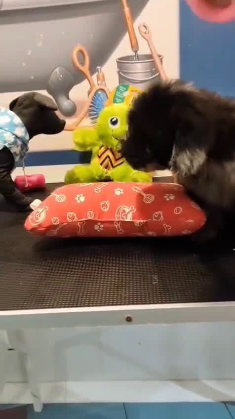 Caniche Toy perros en venta: Caniche toy merles y negros - Video 1