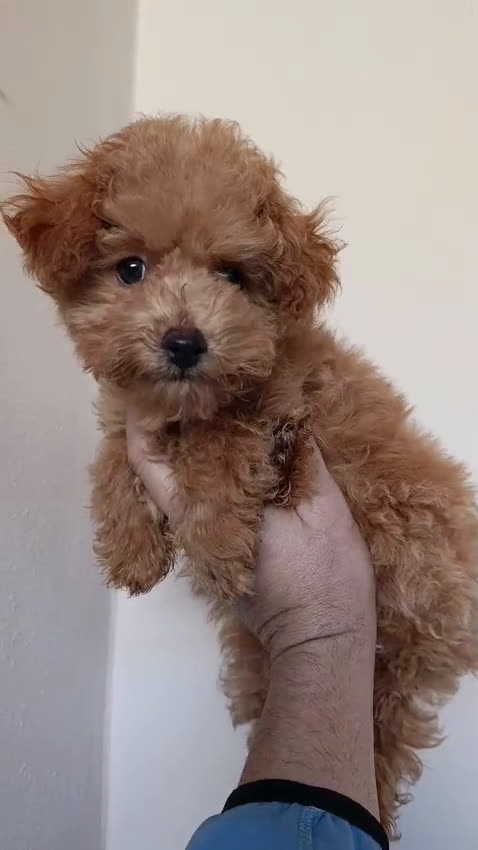 Caniche Toy perros en venta: Caniche toy  - Video 2