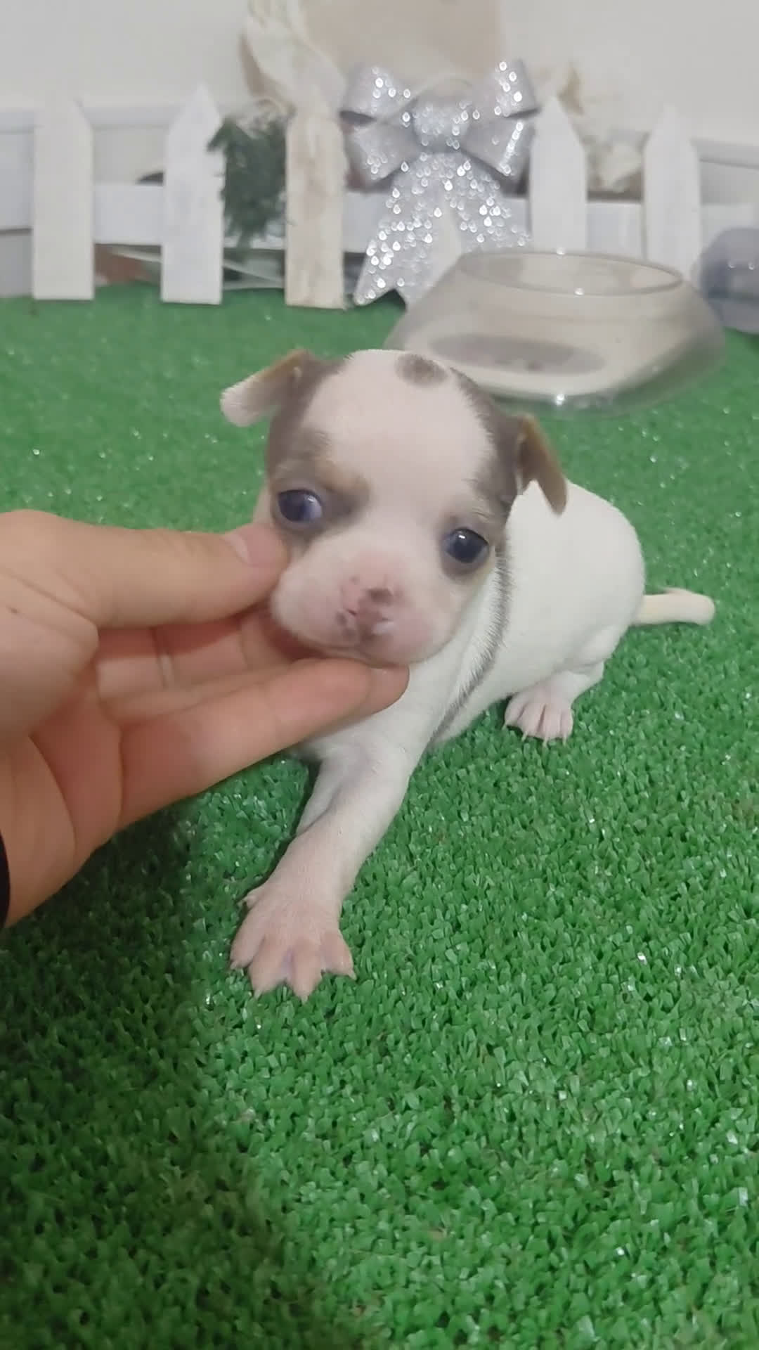 Chihuahua perros en venta: Chihuahua linea rusa - Video 1