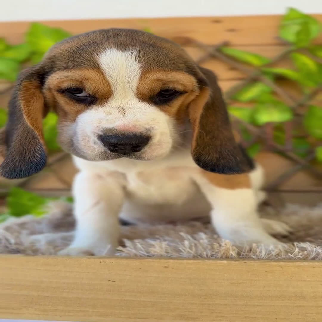 Beagle perros en venta: Camada de Magdalena  - Video 3