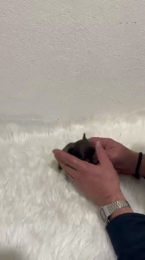 Chihuahua perros en venta: CHIHUAHUA MINI TOY PELO LARGO - Video 1