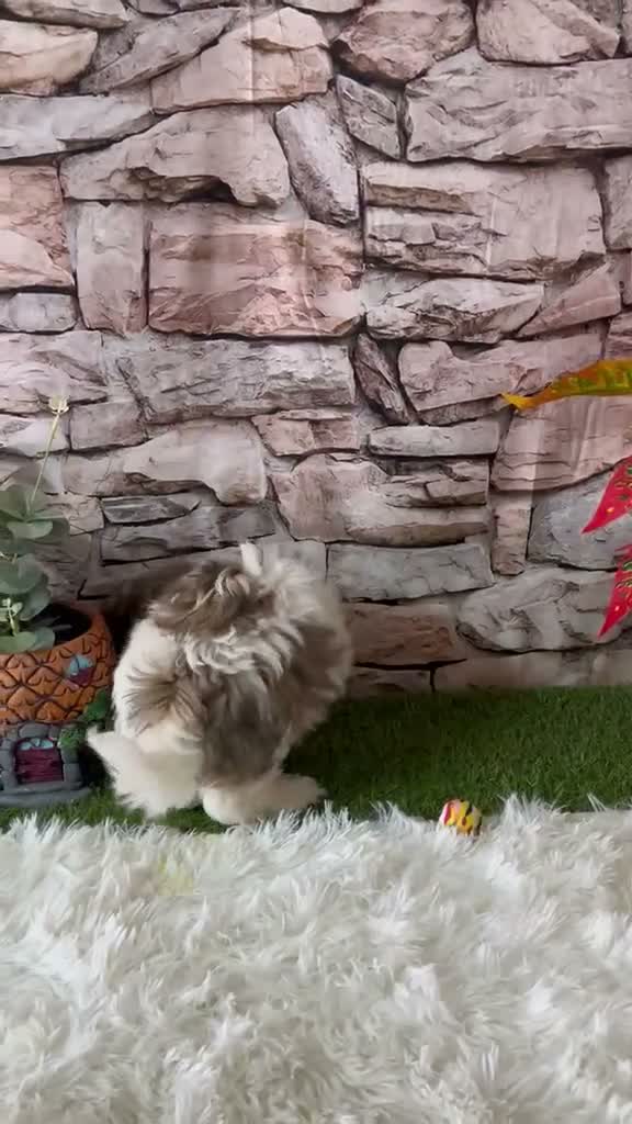 Shih Tzu perros en venta: SHIH TZU CACHORRITOS - Video 1