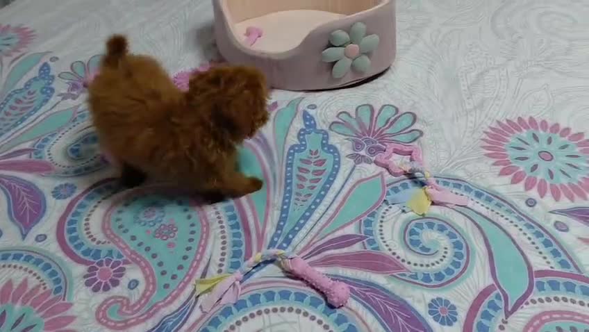 Caniche Toy perros en venta: Caniche toy  - Video 1