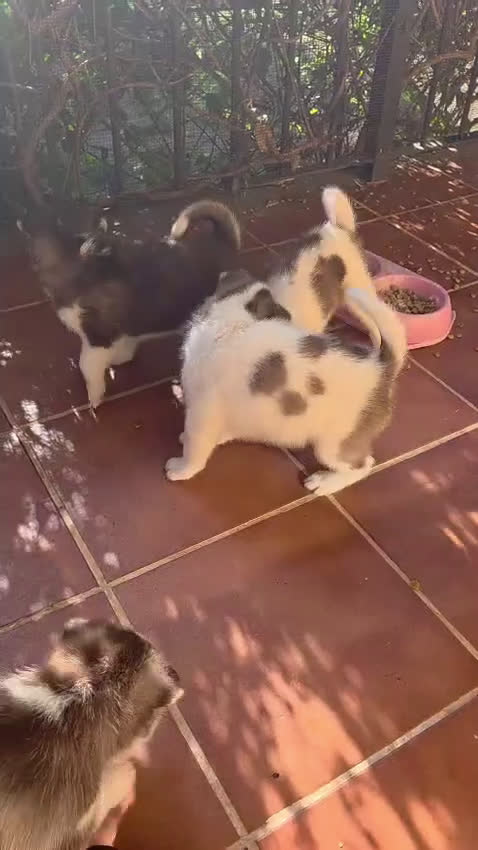 Husky Siberiano perros en venta: Husky  - Video 1