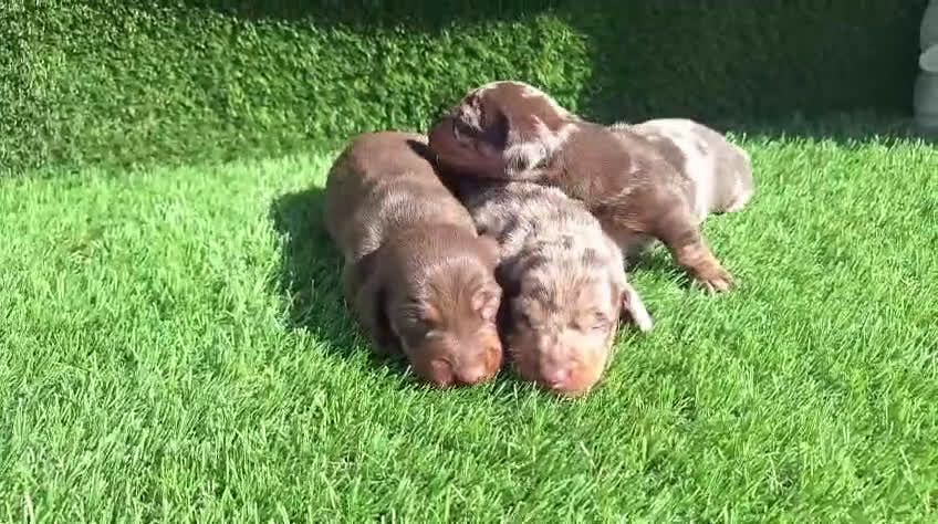 Teckel Miniatura perros en venta: Teckel kanichen machos chocolate y arlequín choco - Video 1