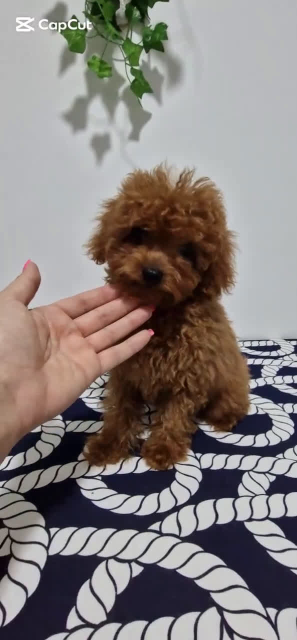 Caniche Toy perros en venta: Macho caniche toy 50% linea asiatica - Video 1