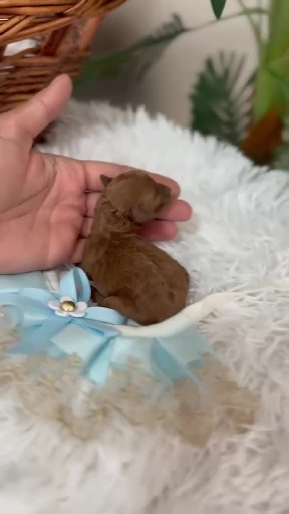 Caniche Toy perros en venta: CANICHE TOY - Video 1