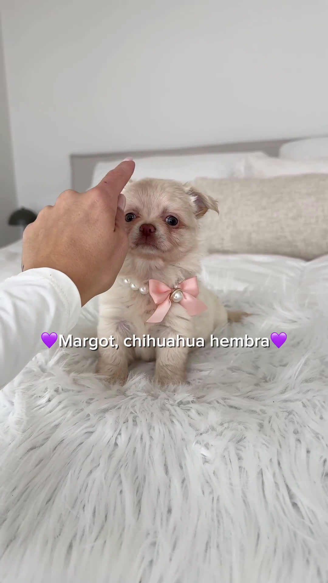 Chihuahua perros en venta:  Chihuahua hembra - Video 1