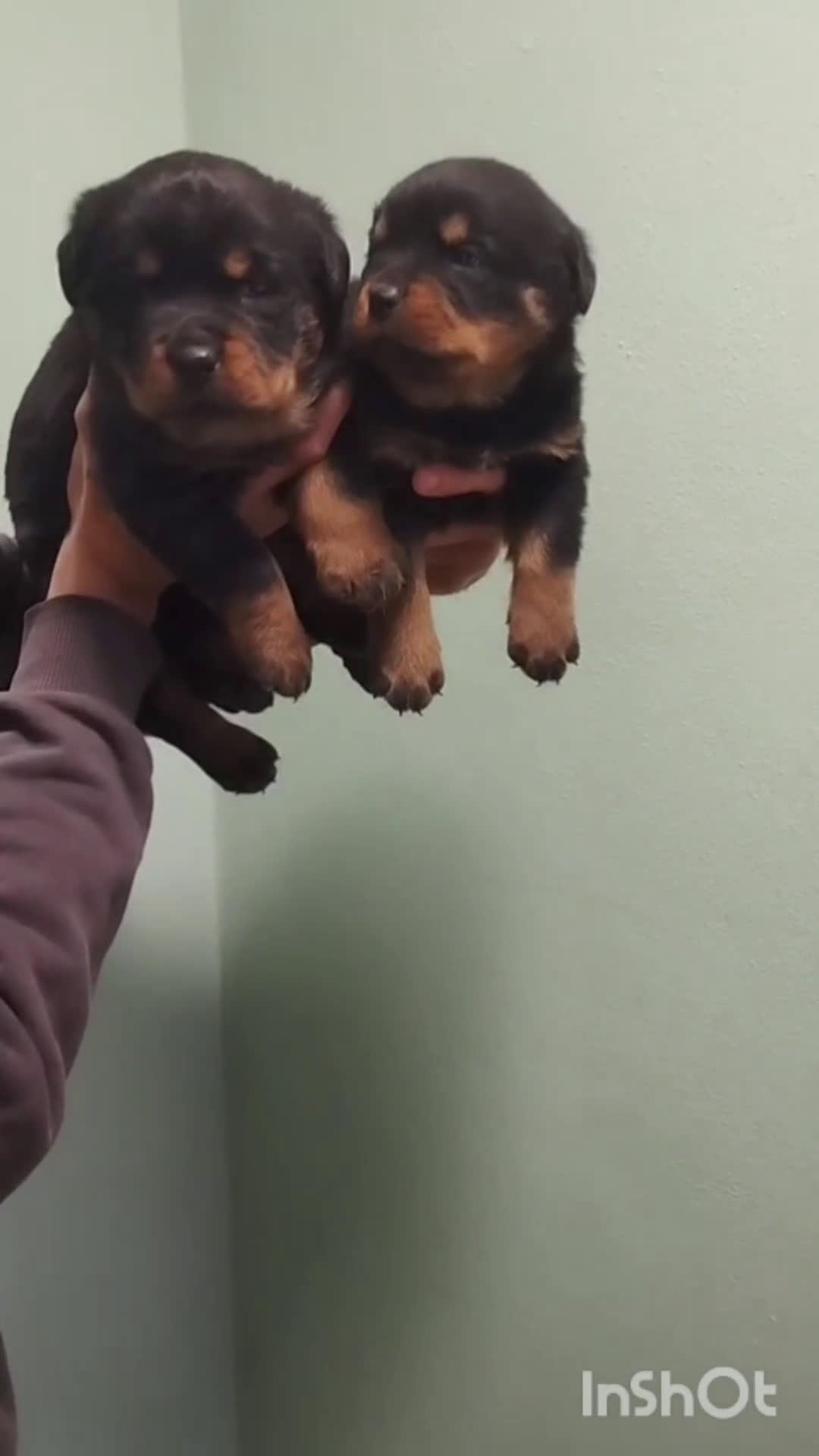 Rottweiler perros en venta: Rottweiler - Video 1