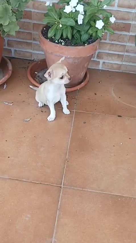 Chihuahua perros en venta: Chihuahua toy crema hembra y macho  - Video 1