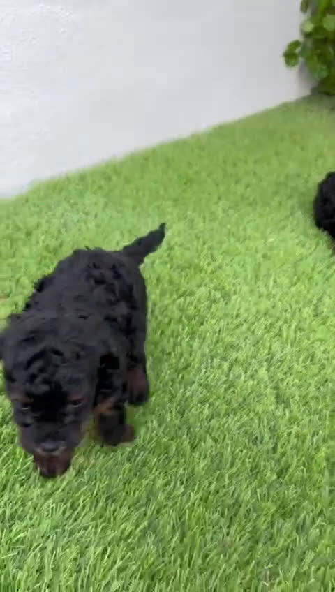 Caniche Toy perros en venta: CANICHE TOY HEMBRA - Video 3