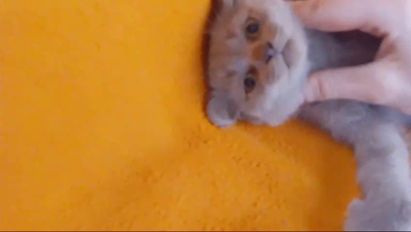Brasileño de Pelo Corto gatos en venta: Adorable hembra Britthis Lilac en Madrid - Video 1