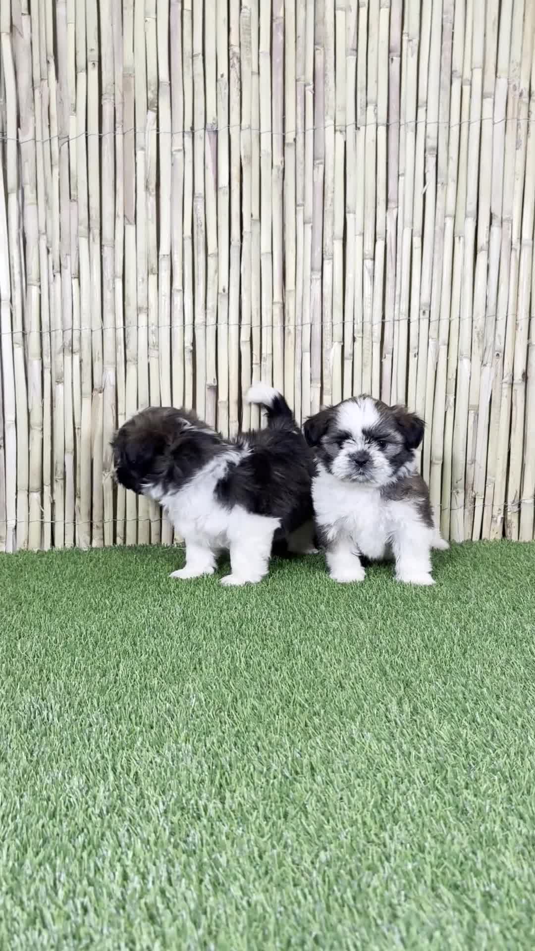 Shih Tzu perros en venta: SHIH TZU - Video 1