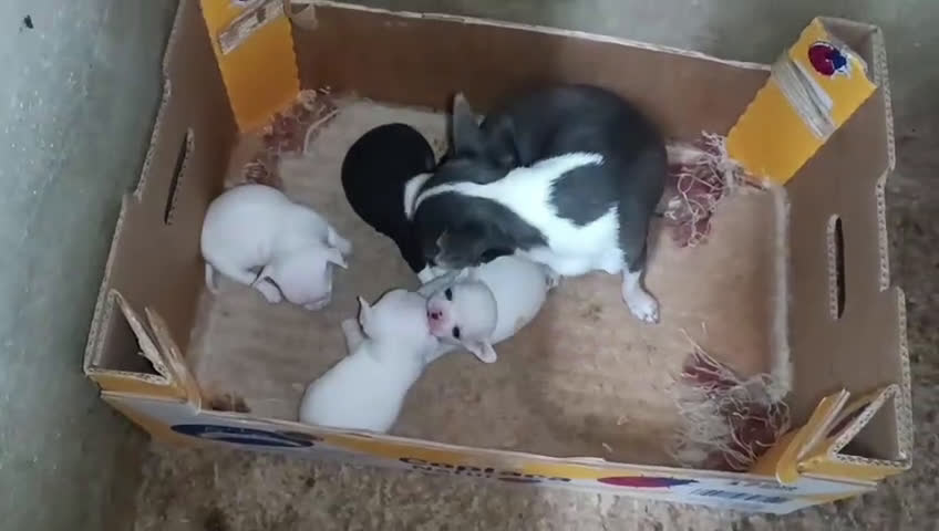 Chihuahua perros en venta: CAMADA CHIHUAHUAS CABEZA DE MANZANA DESDE 600€ - Video 1