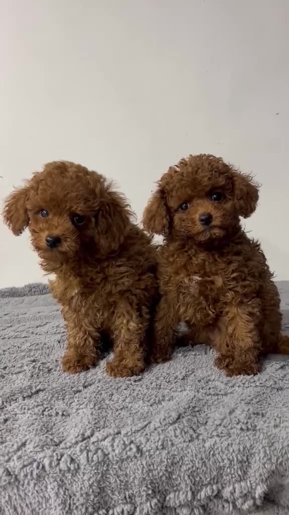 Caniche Toy perros en venta: Caniche Toy rojo - Video 3