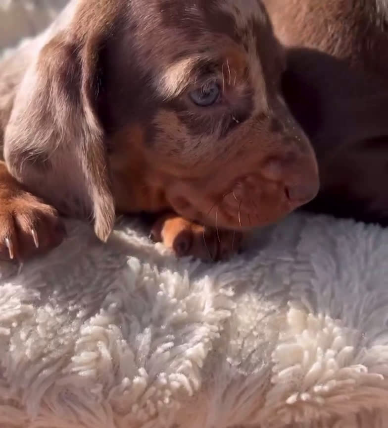 Teckel Miniatura perros en venta: Teckel mini en Illes Balears - Video 3