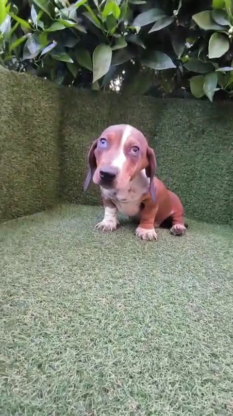 Teckel Miniatura perros en venta: teckel arlequin daple macho - Video 1