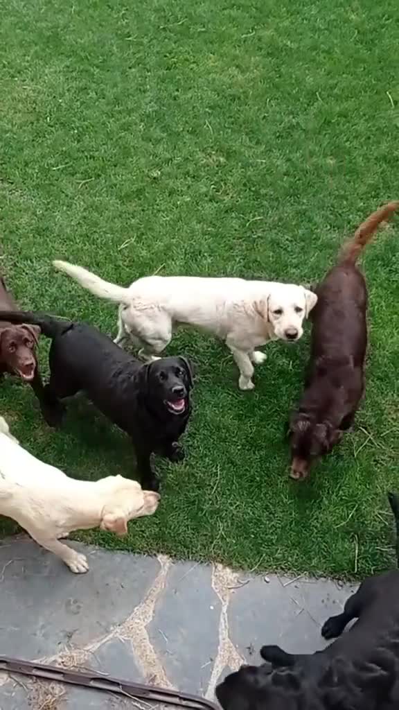 Labrador Retriever perros en venta: Labradores de Quercuscan  - Video 2