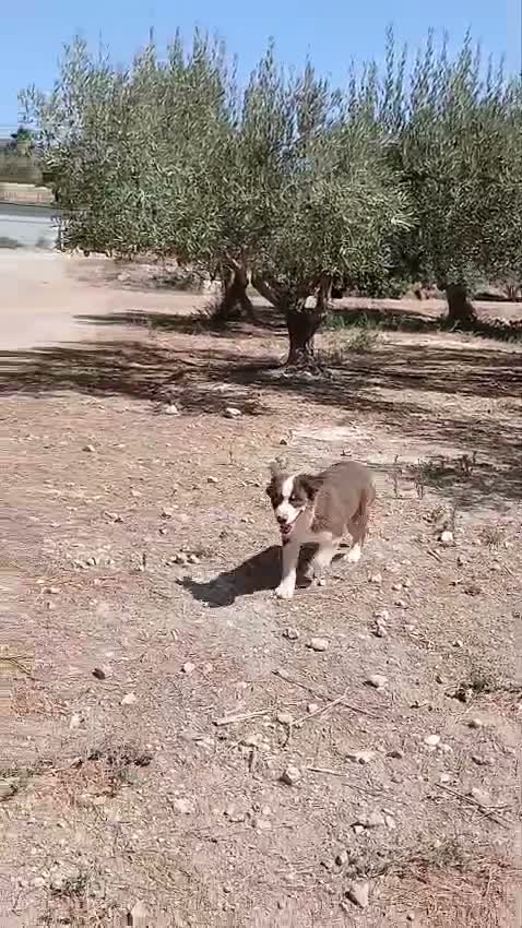 Pastor Australiano perros en venta: PASTOR AUSTRALIANO  - Video 2