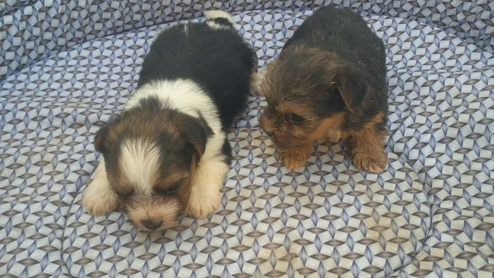 Biewer Yorkshire Terrier a la Pom Pon perros en venta: Biewer y golden con pedigree - Video 3