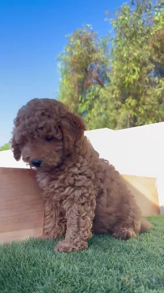 Caniche Enano perros en venta: CANICHE ENANO - Video 1