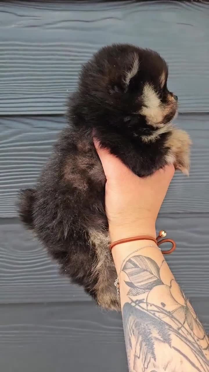 Pomerania perros en venta: Precioso pomerania americano  - Video 1