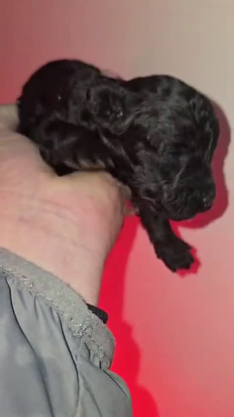 Caniche Toy perros en venta: Venta de caniche toy  - Video 1