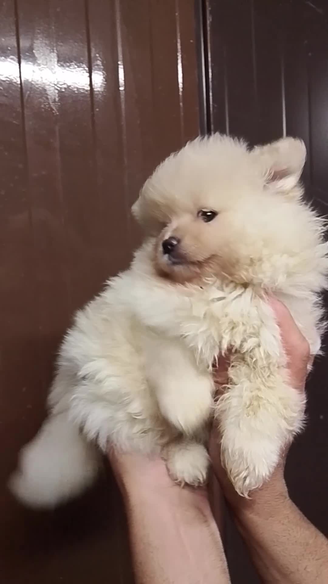 Pomerania perros en venta: Pomerania 616121781 - Video 1