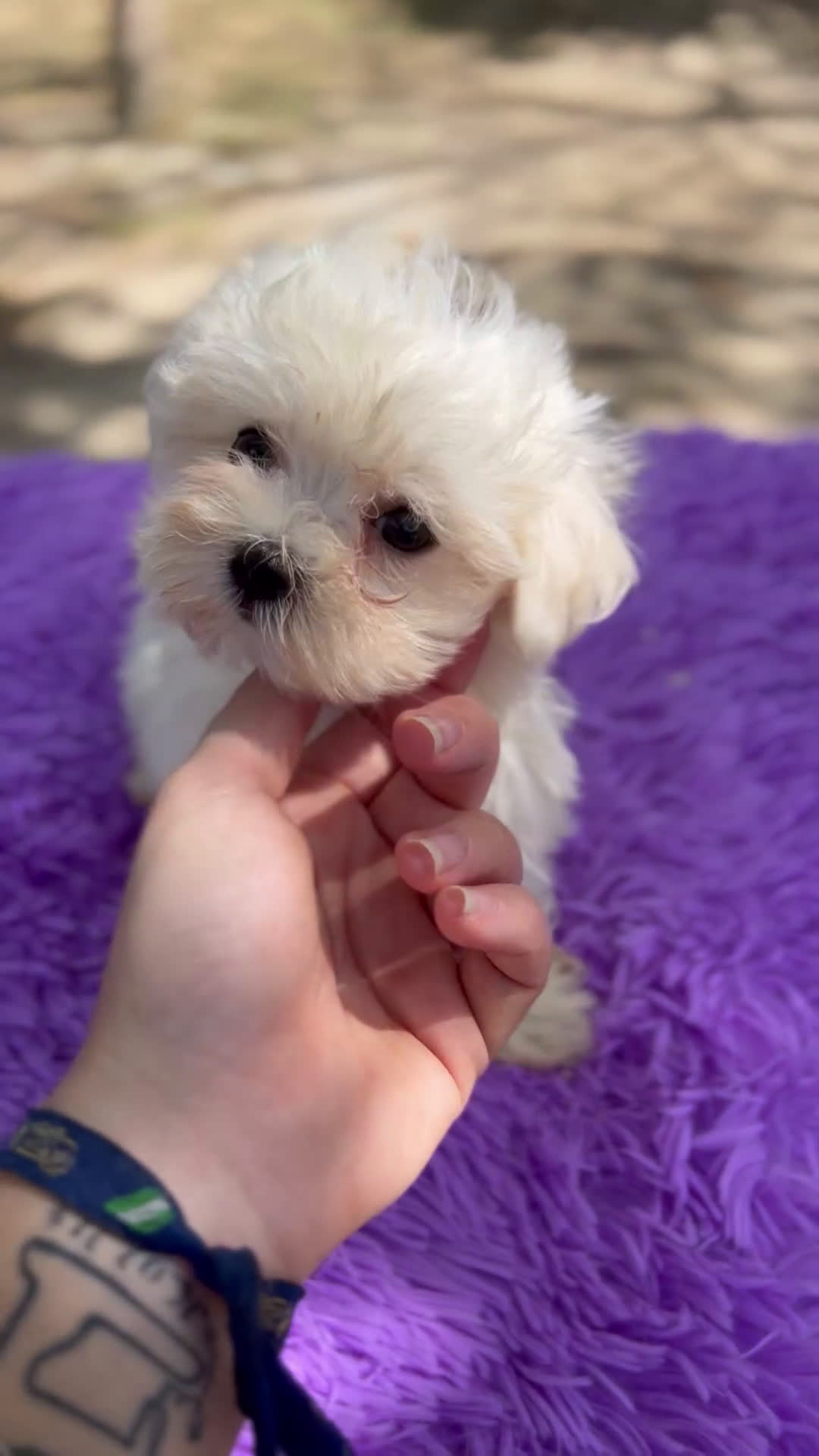 Bichón Maltés perros en venta: Bichon maltés hembra coreana  - Video 1