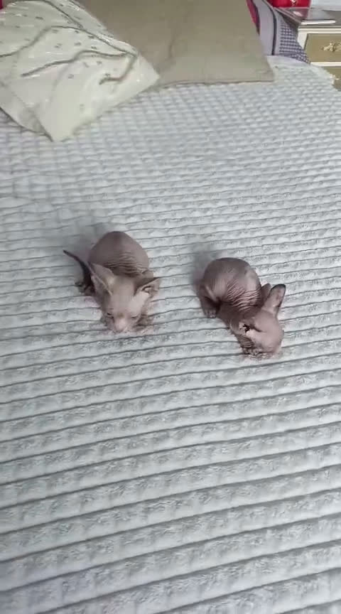 Sphynx gatos en venta: GATOS EGIPCIOS - Video 1