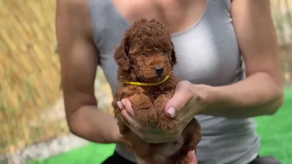 Caniche Toy perros en venta: Caniches - Video 4